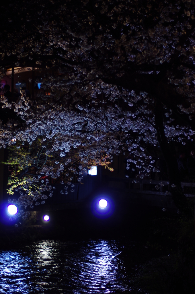 京都　祇園白川桜2013　その２