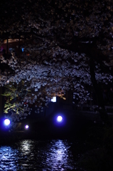 京都　祇園白川桜2013　その２