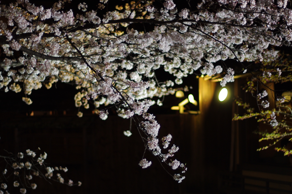 京都　祇園白川桜2013　その４