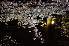 京都　祇園白川桜2013　その４
