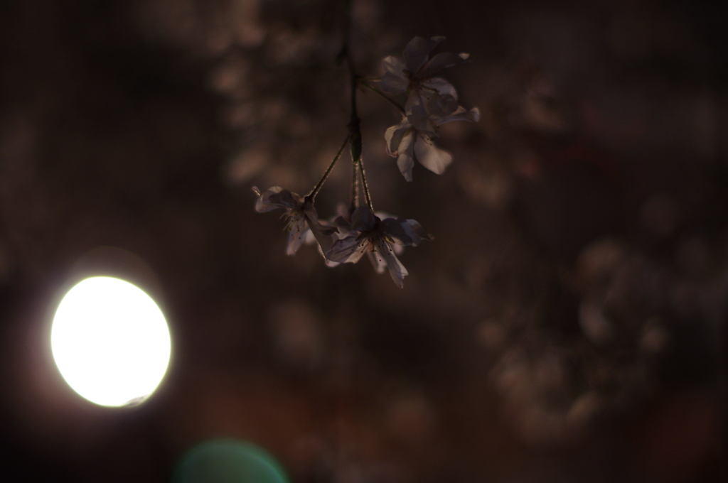 京都　祇園白川桜2013　その６
