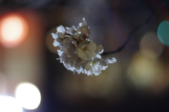 京都　祇園白川桜2013　その８