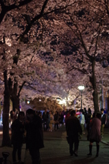 京都　祇園白川桜2013　その１
