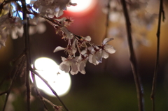 京都　祇園白川桜2013　その10