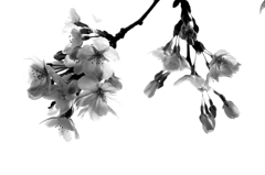 桜の息吹