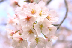 桜咲く