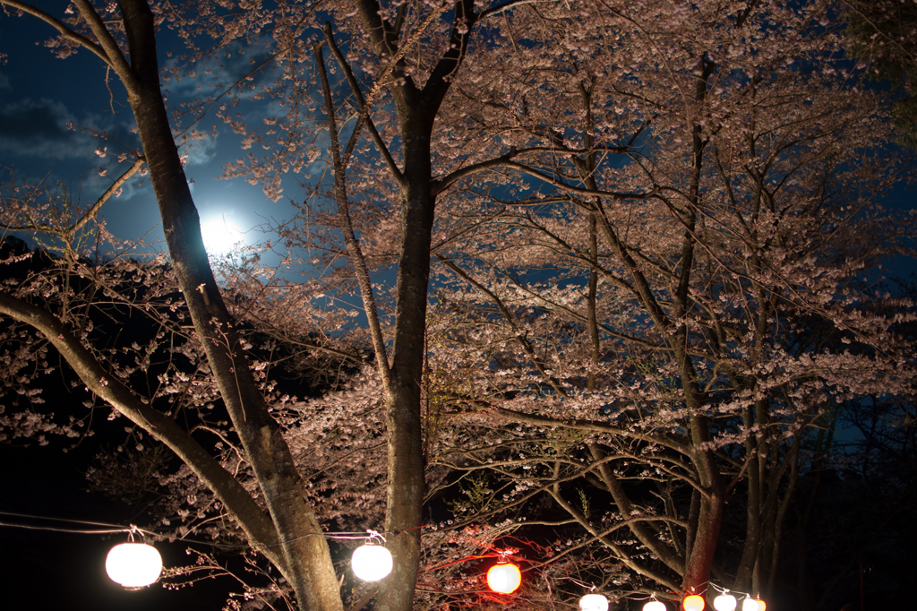 月夜桜