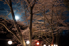 月夜桜