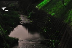 蛍～Luciola cruciata～