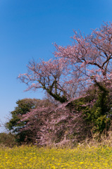 春の音