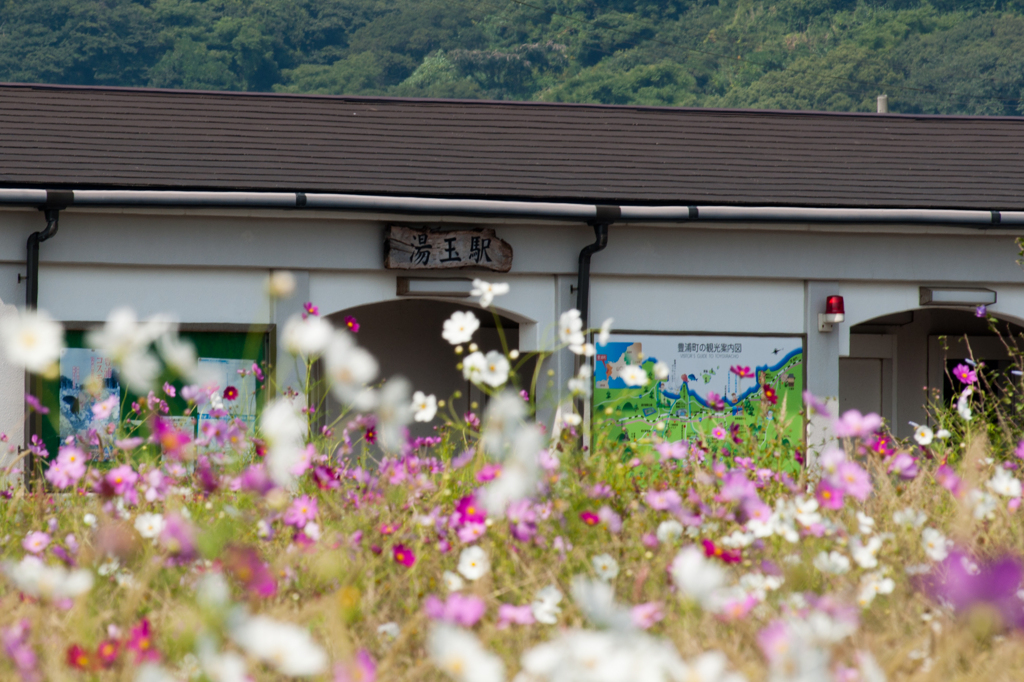 秋桜の駅