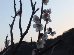 春間近