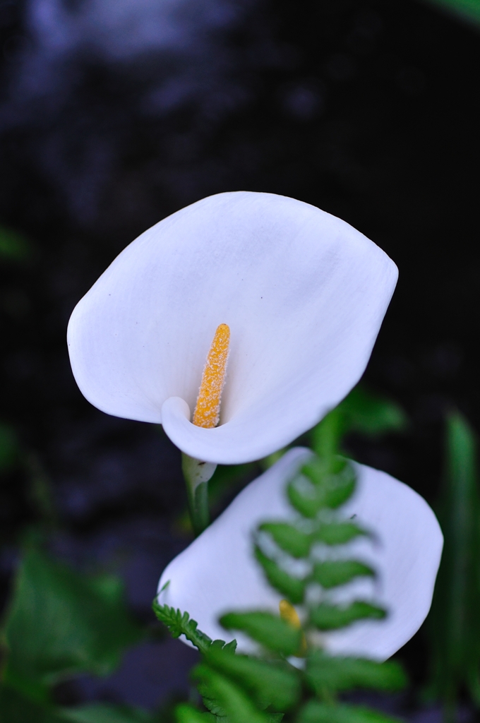 Zantedeschia aethiopica