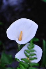 Zantedeschia aethiopica
