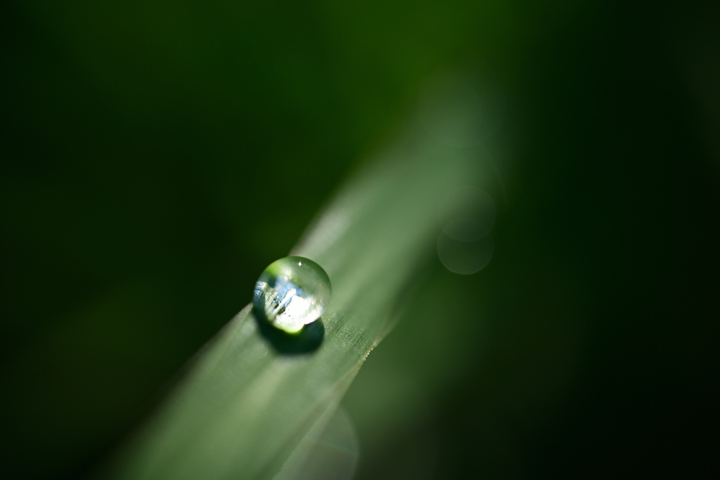 朝露