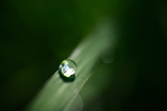 朝露