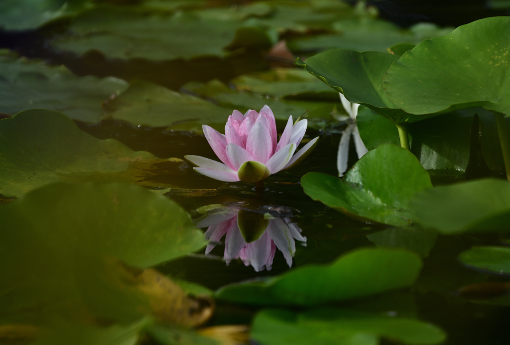 水蓮