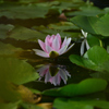 水蓮