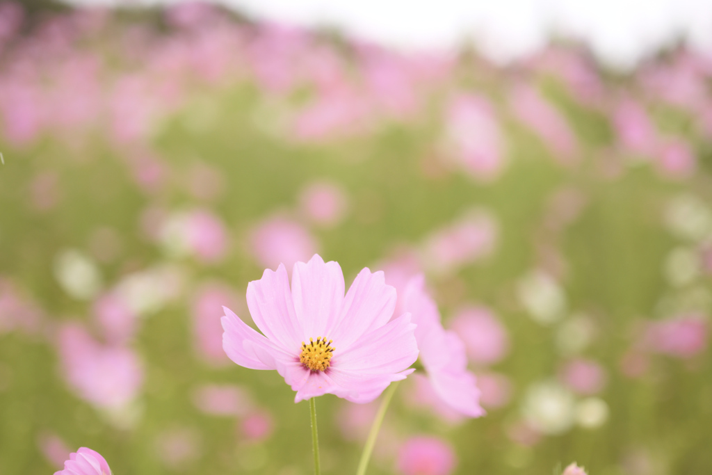 秋桜夢中