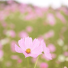 秋桜夢中