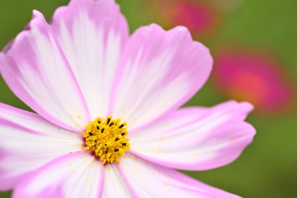 秋桜