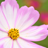秋桜
