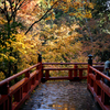 楓月橋の紅葉