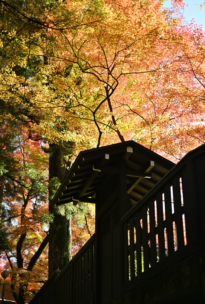 鶴仙渓遊歩道２