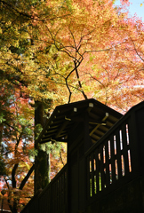 鶴仙渓遊歩道２