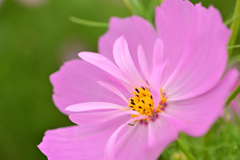 おしゃれ花弁