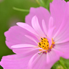 おしゃれ花弁