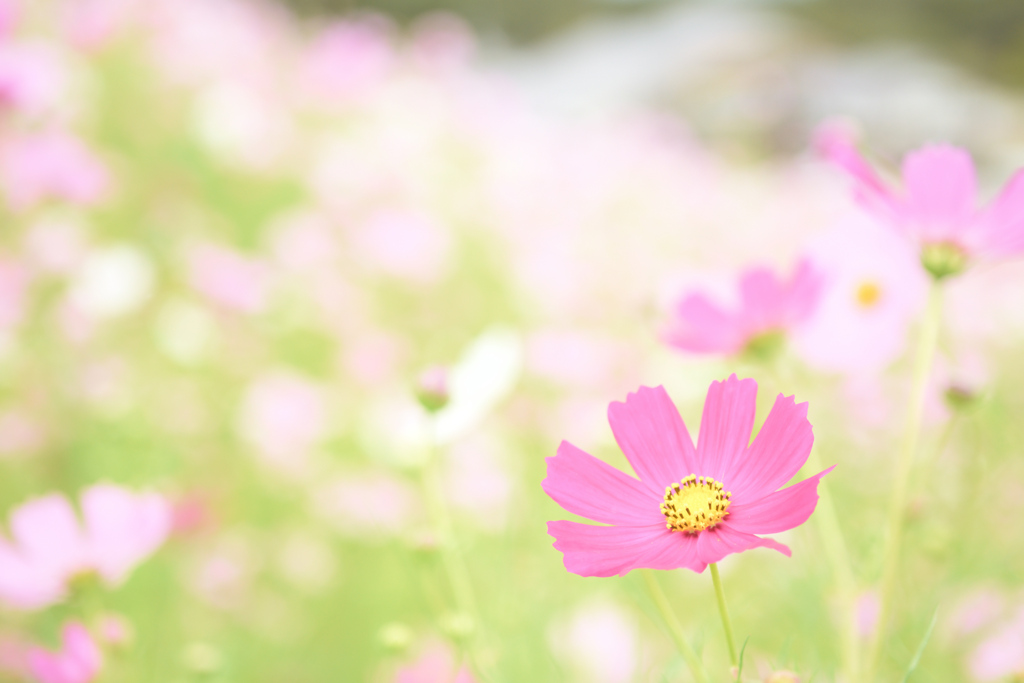 秋桜