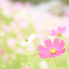 秋桜