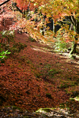 那谷寺もみじの絨毯
