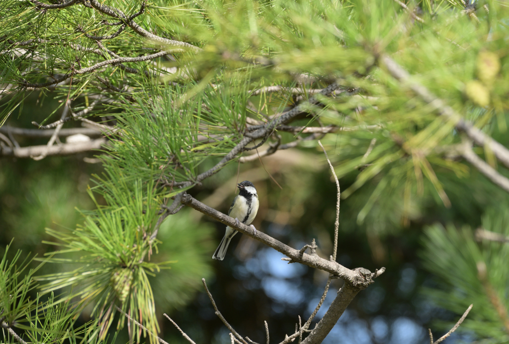 シジュウカラ