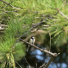 シジュウカラ