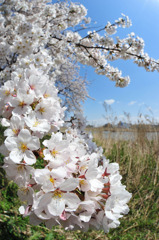 桜満開（新潟市）