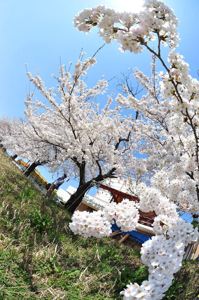 桜満開（新潟市）