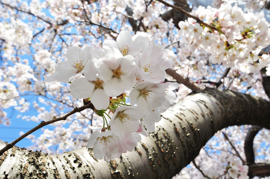 桜満開（新潟市）