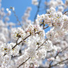 桜満開（新潟市）