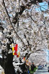 鳥屋野潟の桜（新潟市）