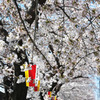 鳥屋野潟の桜（新潟市）