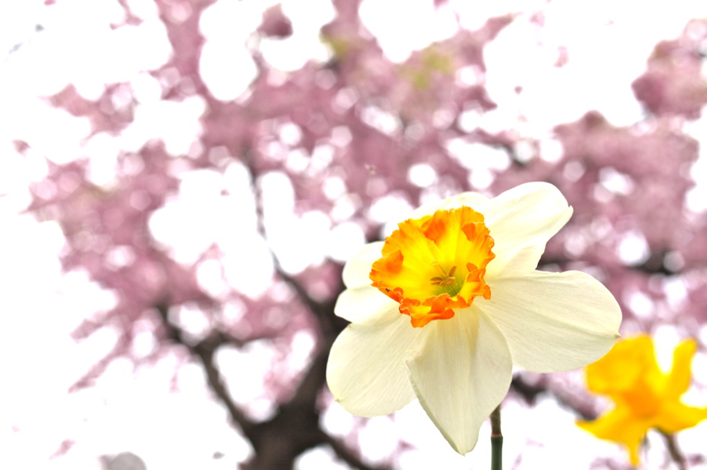 ,mukougawa