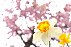 ,mukougawa