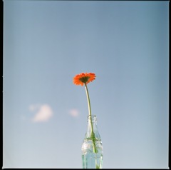 Gerbera