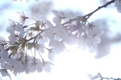 .sakurasaku