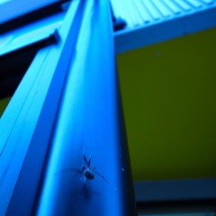 a spider