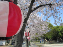 桜提灯