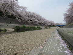 桜の川