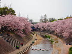 桜堤防
